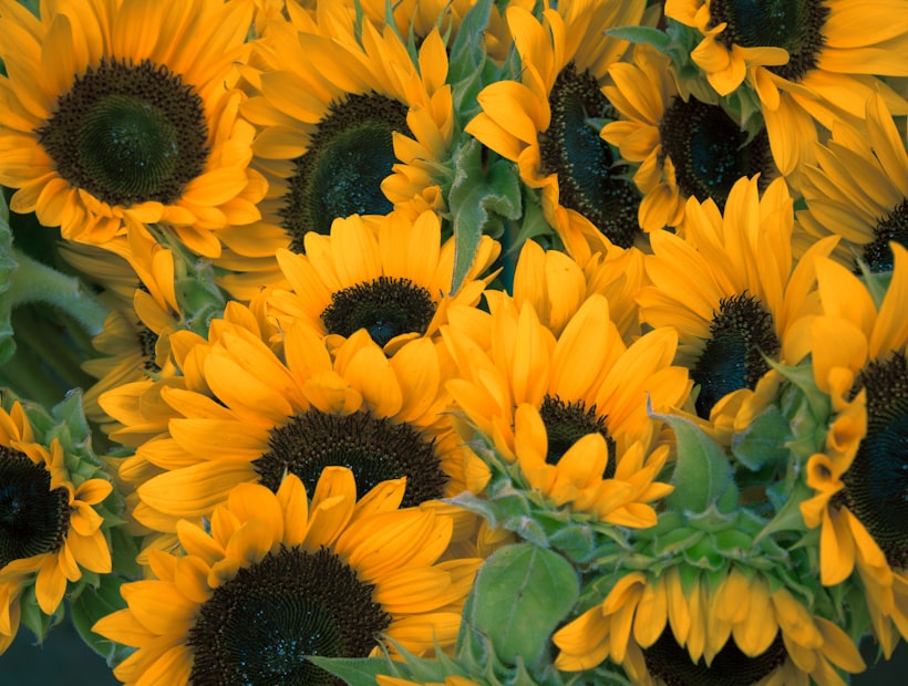 banner 1